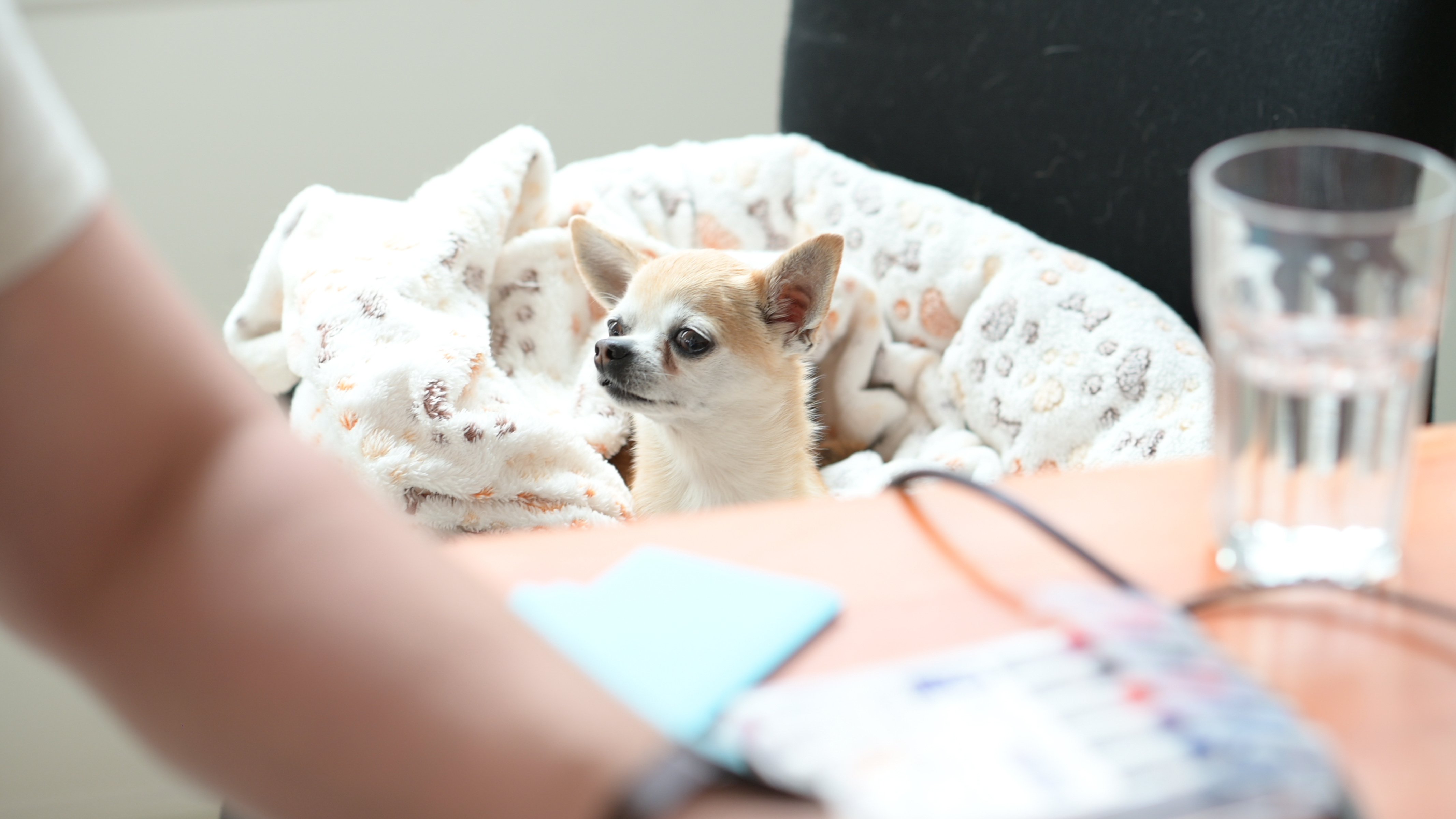 Die Hälfte aller Büromitarbeiter:innen in Deutschland darf laut einer Umfrage ihren Hund mit ins Büro bringen.Bürohund-Einrichtung: Ein kleiner Chihuahua hat seinen eigenen, gemütlichen Rückzugsort in einem Körbchen direkt auf dem Schreibtisch